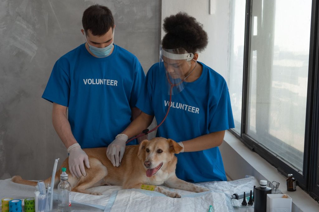 Thoughtful Care for Miami Pets
